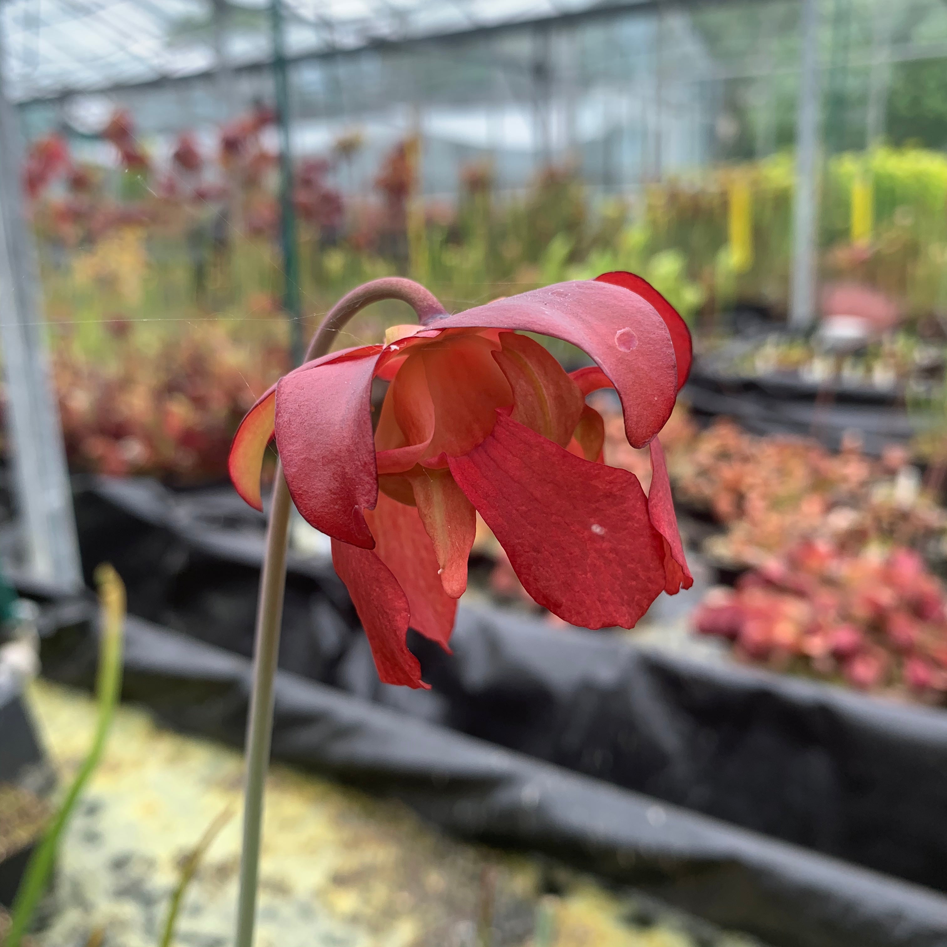 Sarracenia leucophylla var. leucophylla - The White Trumpet