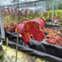 Sarracenia leucophylla var. leucophylla - The White Trumpet