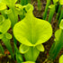 Sarracenia flava f. viridescens - Telogia, Liberty Co., Florida