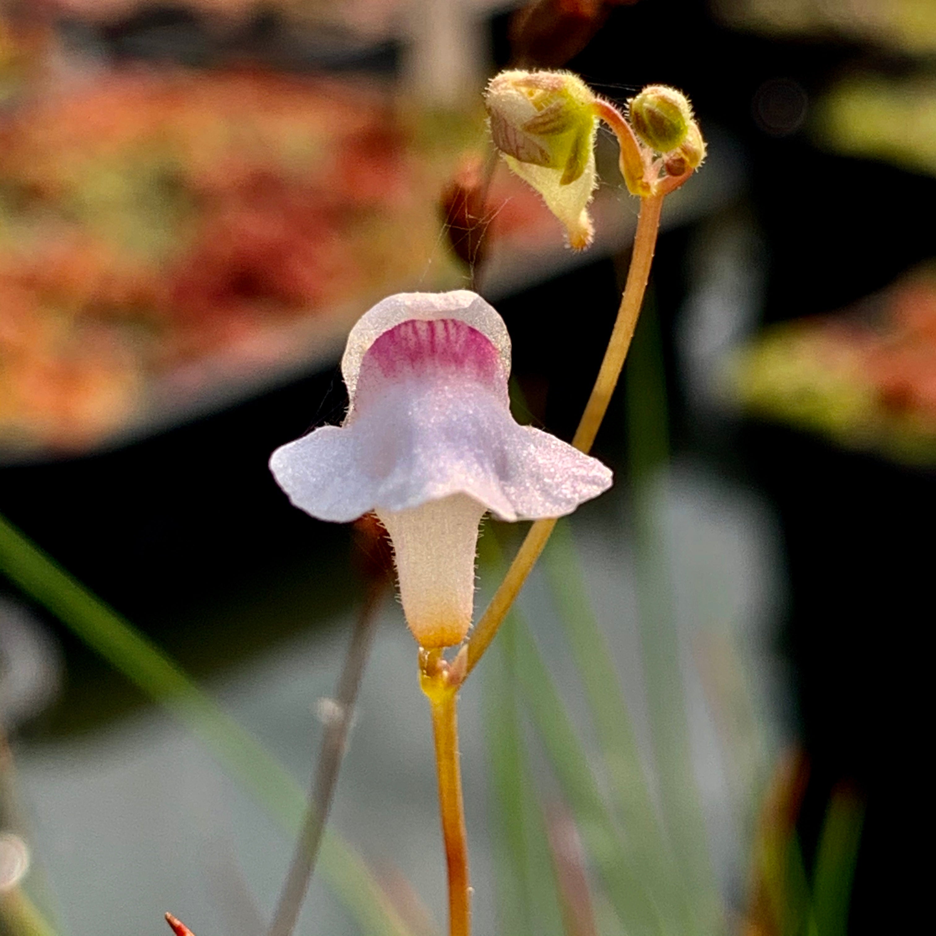 Genlisea hispidula - Mkambati Nature Reserve, South Africa