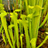 Sarracenia alata f. viridescens - Washington Co., AL