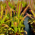 Drosera capensis - Theewaterskloof Dam, Nr. Villiersdorp, W. Cape, South Africa