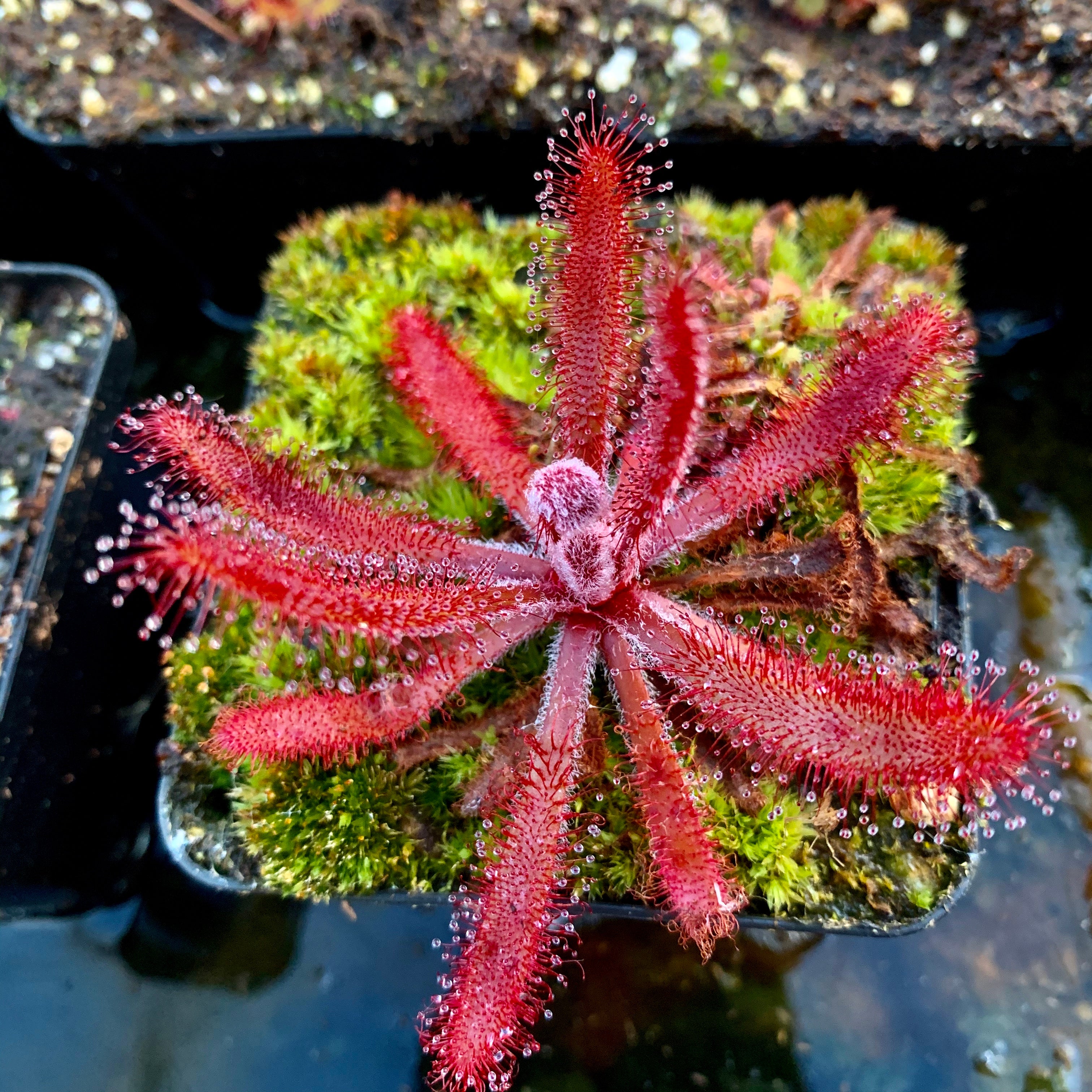 Drosera latifolia - Brazil