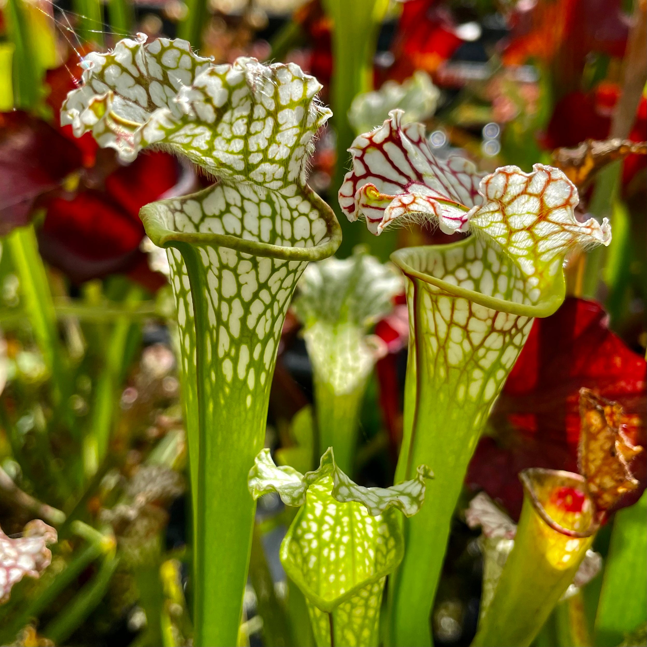 Sarracenia leucophylla var. leucophylla - Live Oak Creek, Eglin Reserve, Okaloosa Co., Florida