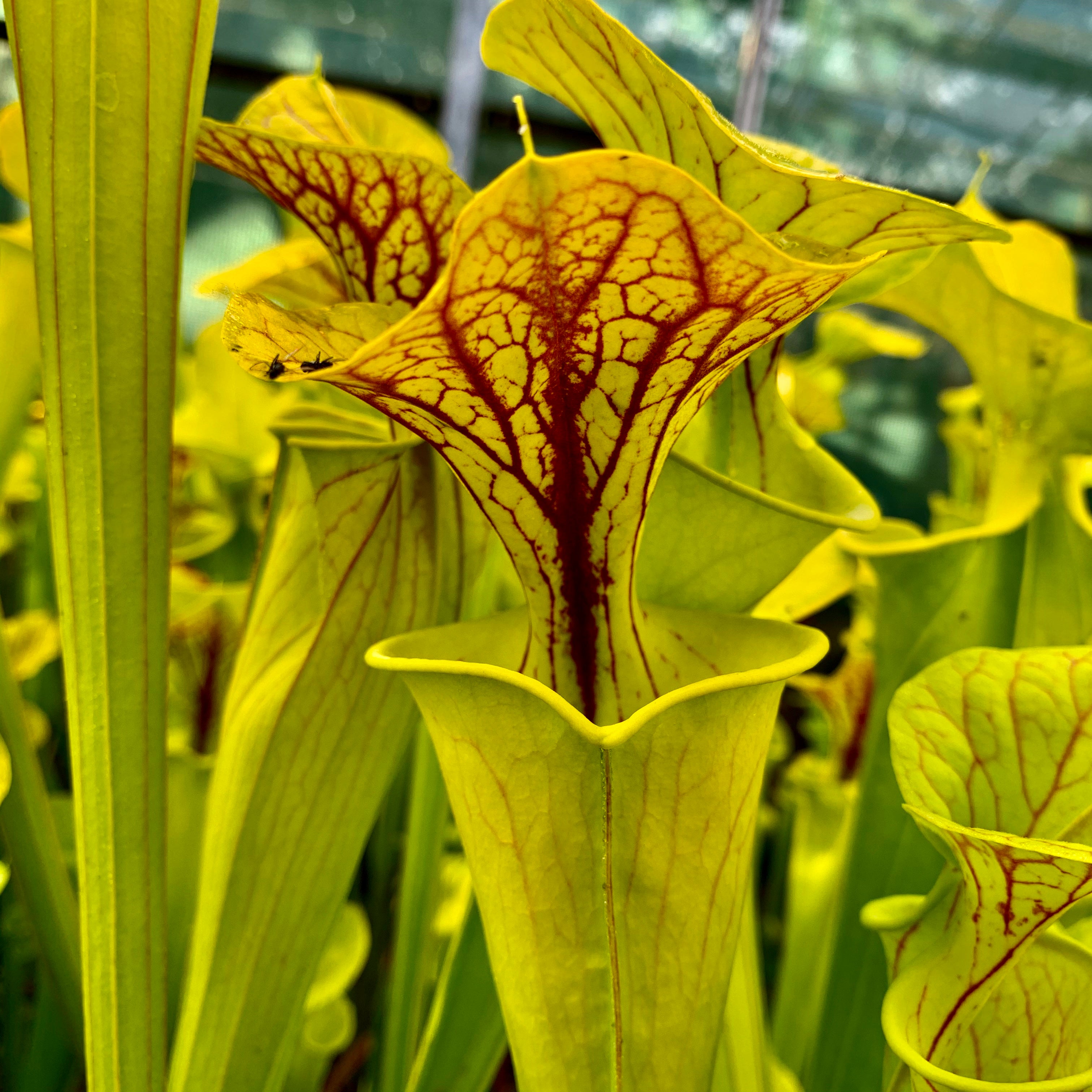 Sarracenia flava var. flava – Green Swamp, North Carolina