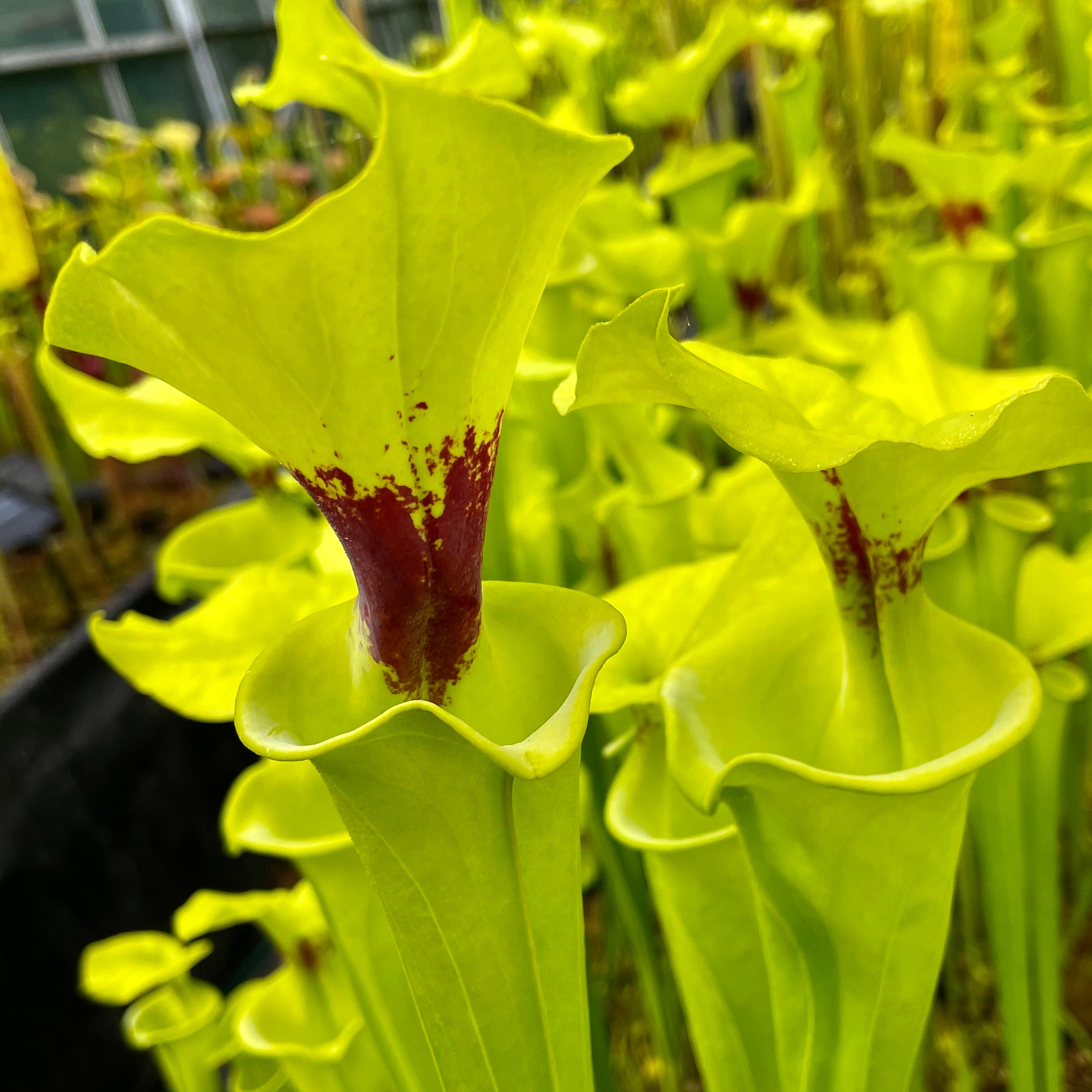 Sarracenia flava var. rugelii – Green plant with purple splotch in throat