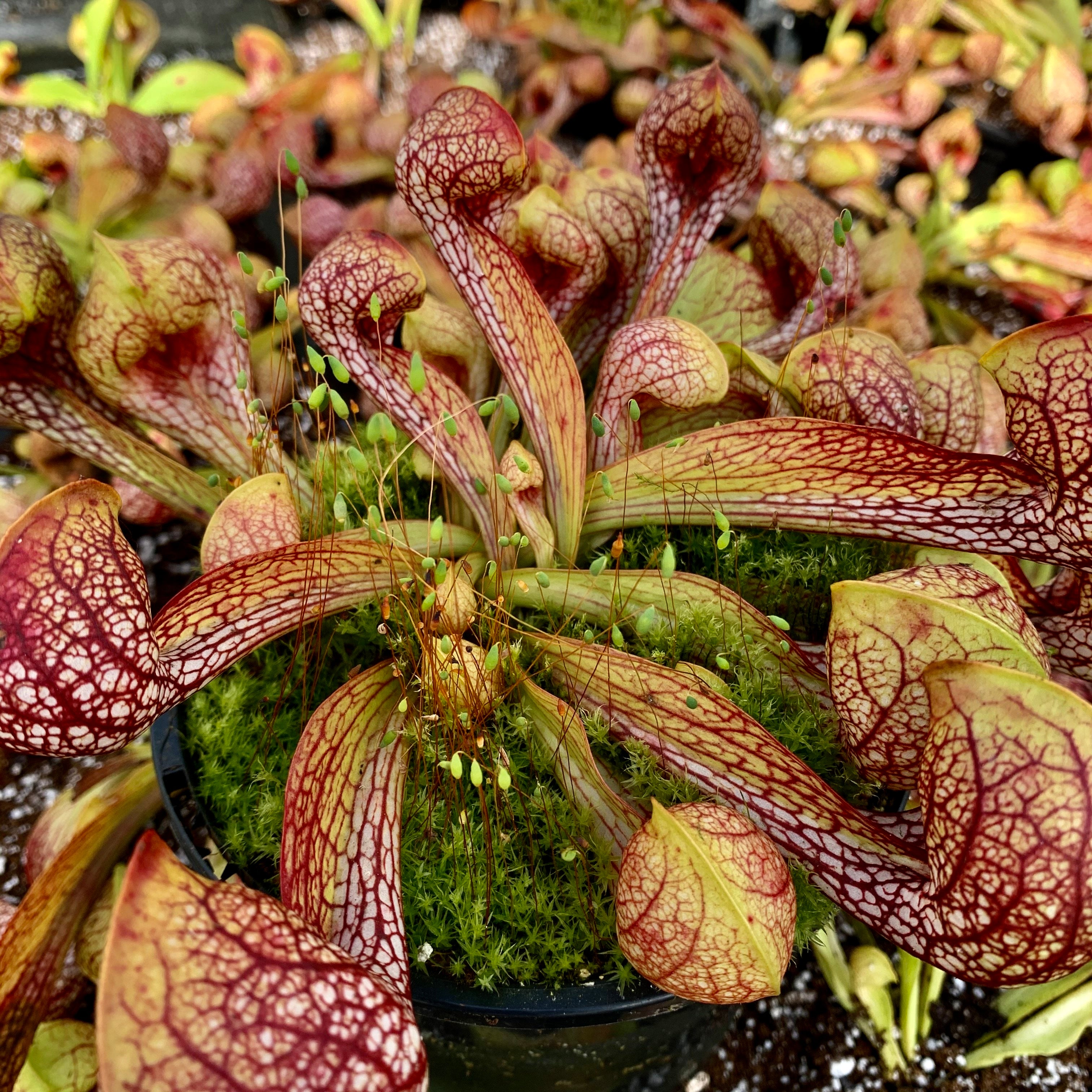 Sarracenia psittacina var. okefenokeensis - Okeefenokee Swamp, Georgia