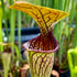 Sarracenia oreophila var. oreophila - Purple throated form