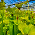 Sarracenia flava var. rugelii – Telogia, Liberty Co., Florida