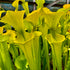 Sarracenia flava var. maxima – North Carolina