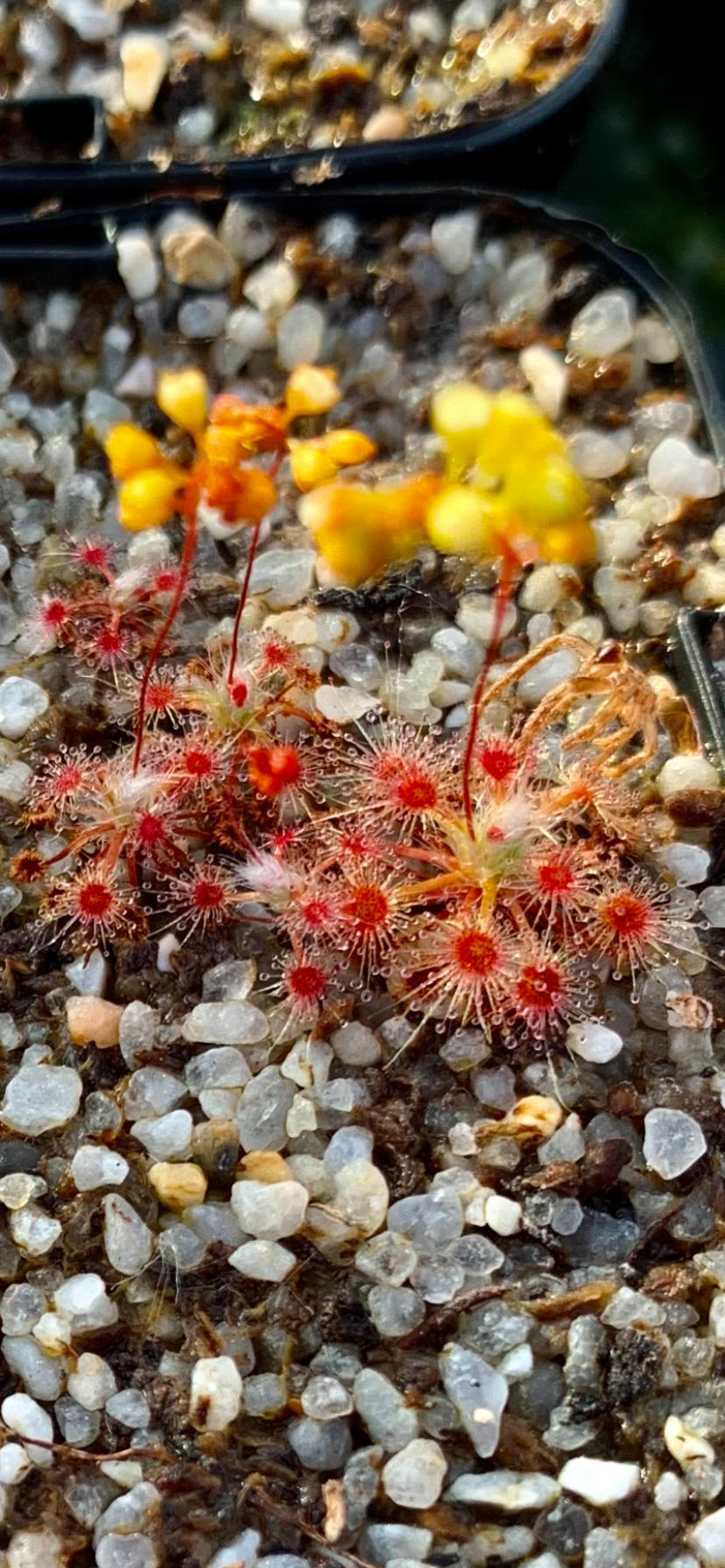 Drosera leioblastus