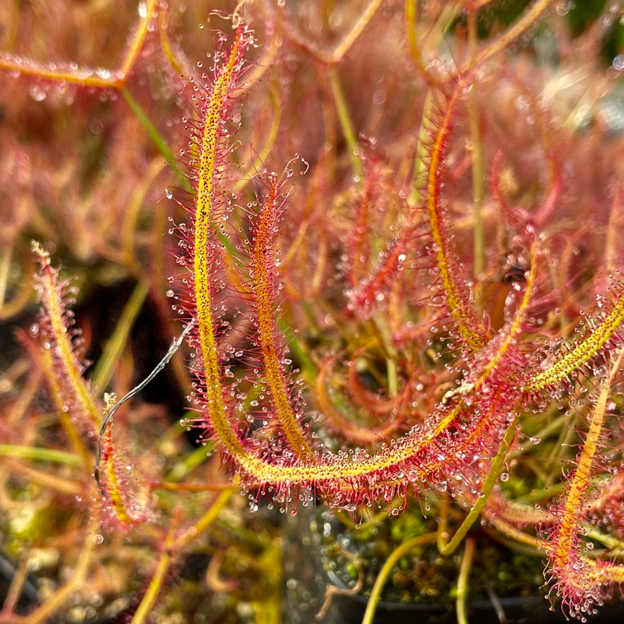 Drosera binata - Mount Ruapehu, NZ DBI-17