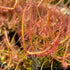 Drosera binata - Mount Ruapehu, NZ DBI-17