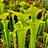 Sarracenia flava f. viridescens - cv. ‘Suspicion’