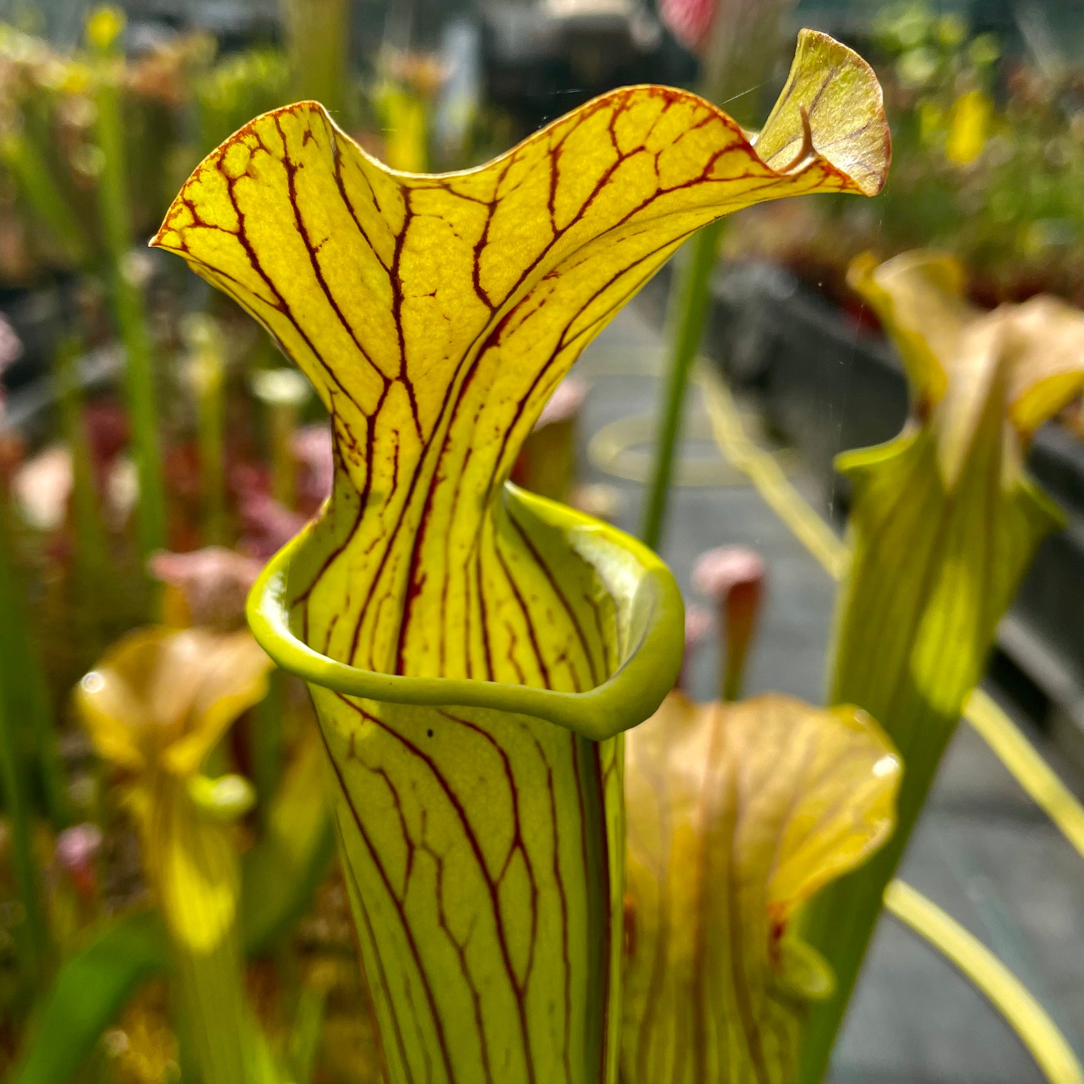 Sarracenia flava x alata