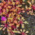 Drosera collinsiae - Mbuluzi River, Swaziland