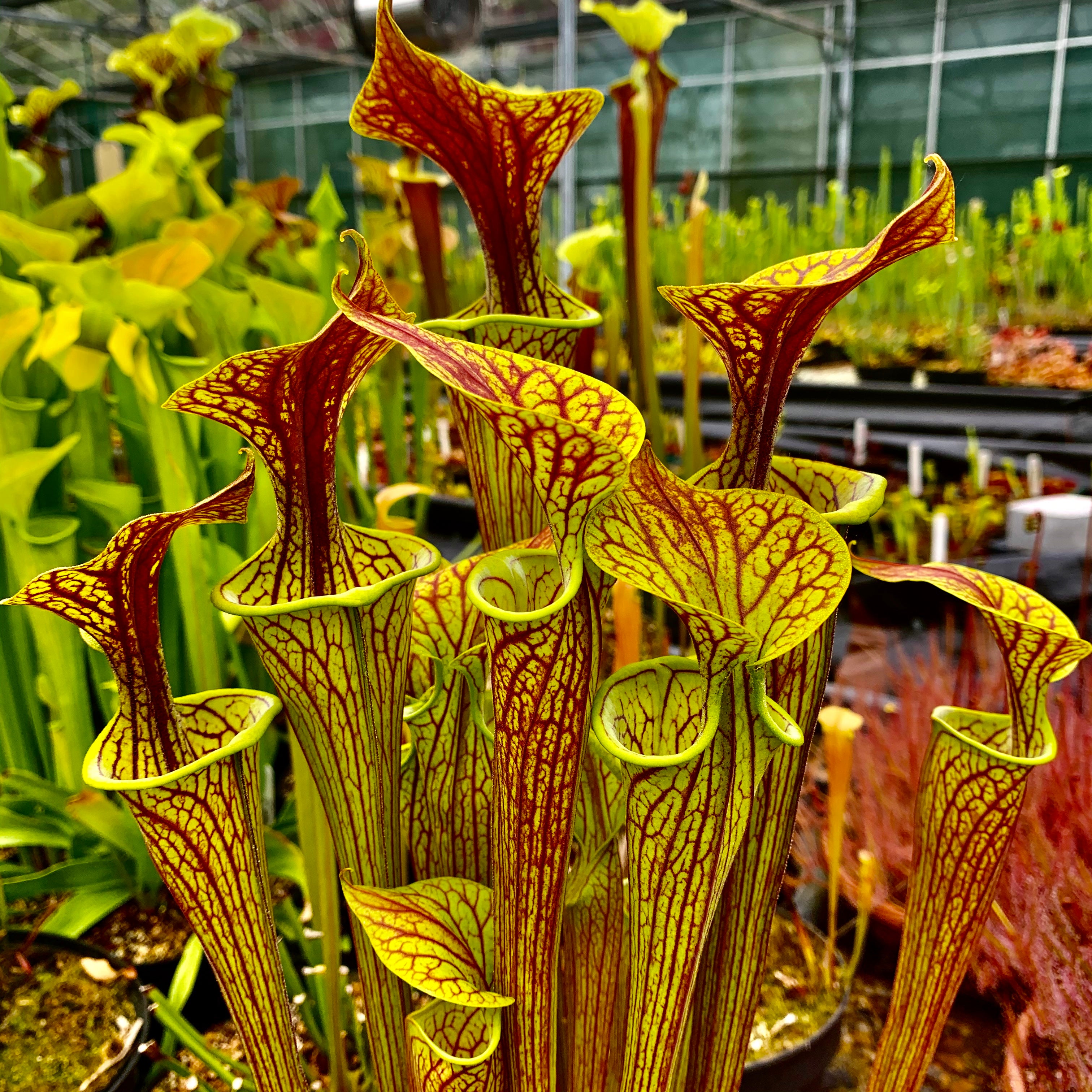 Sarracenia flava var. ornata - Dwarf, Apalachicola, Franklin Co., Florida