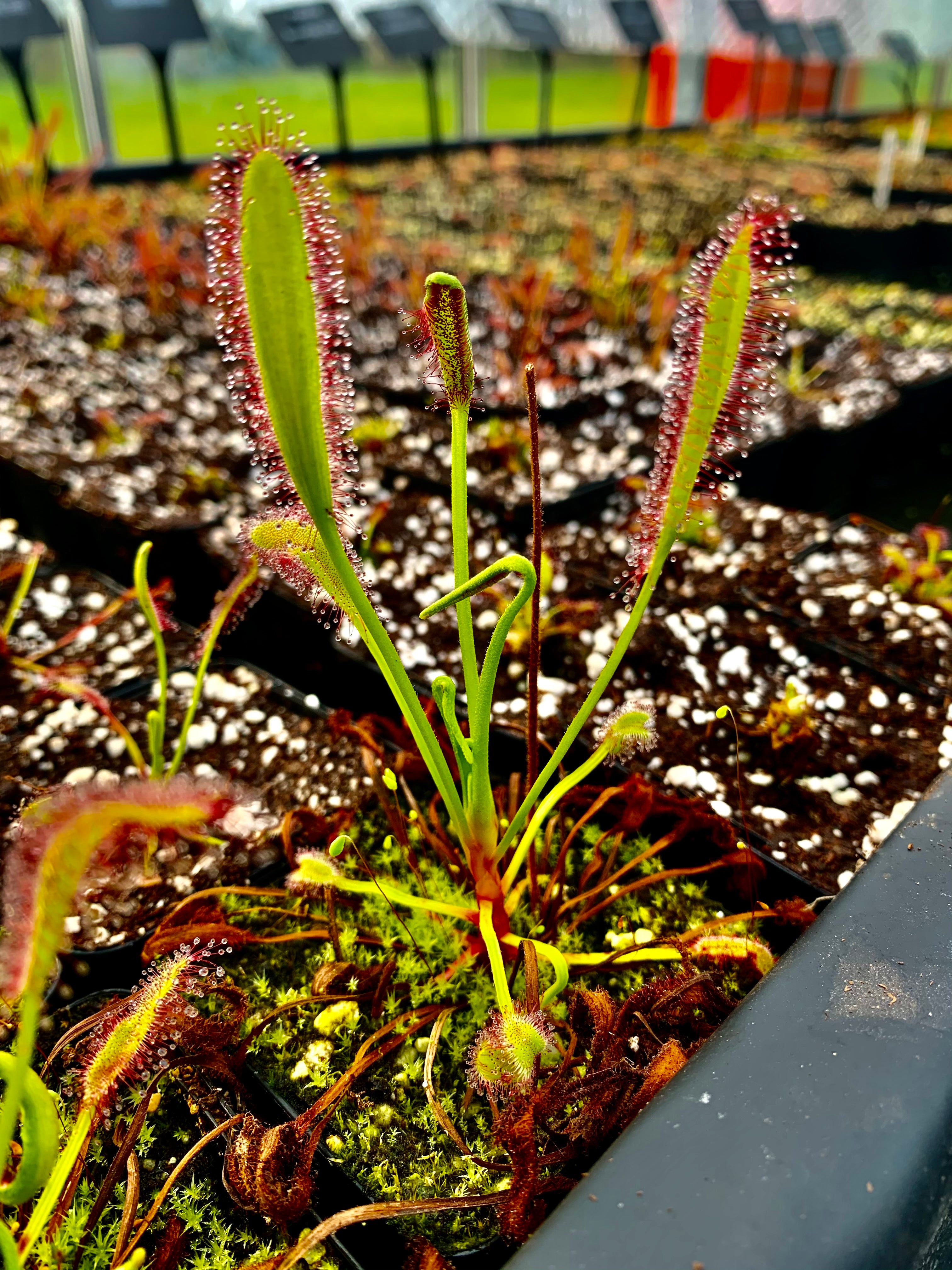 Drosera capensis - Stem Forming, Bain’s Kloof Pass