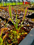 Drosera capensis - Stem Forming, Bain’s Kloof Pass