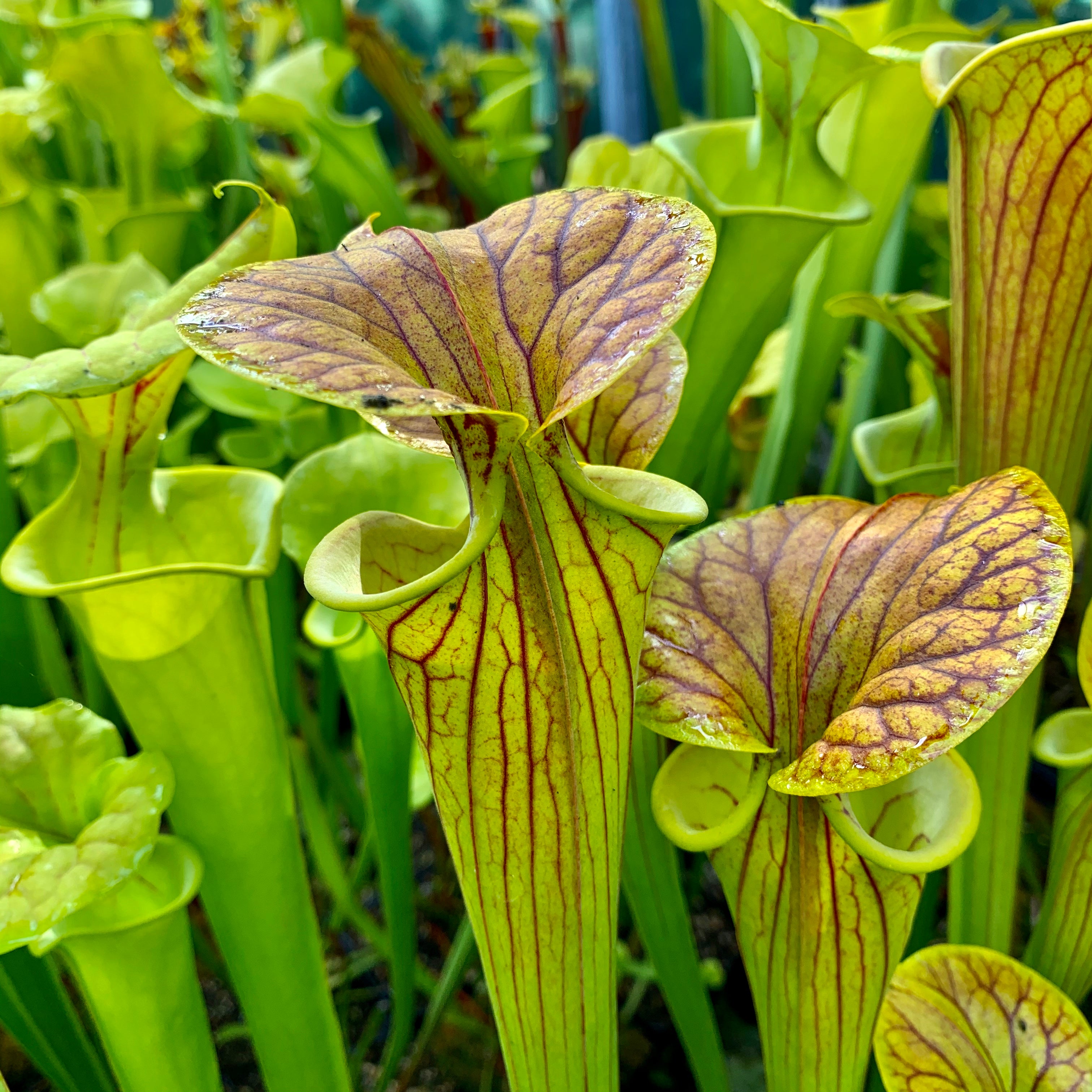 Sarracenia flava var. cuprea – Boardwalk Site, Green Swamp, North Carolina