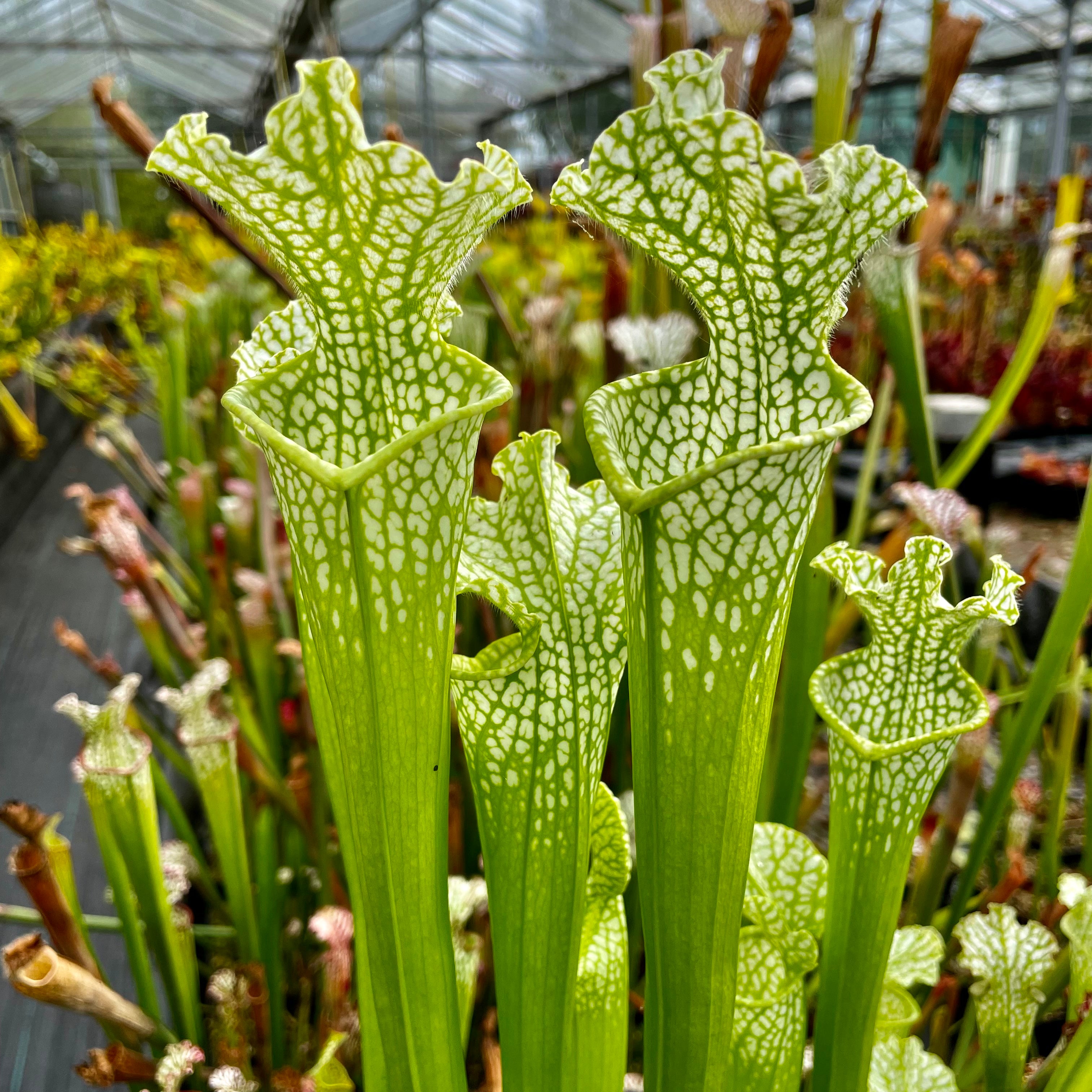 Sarracenia leucophylla f. viridescens - Perdido, Baldwin Co., Alabama