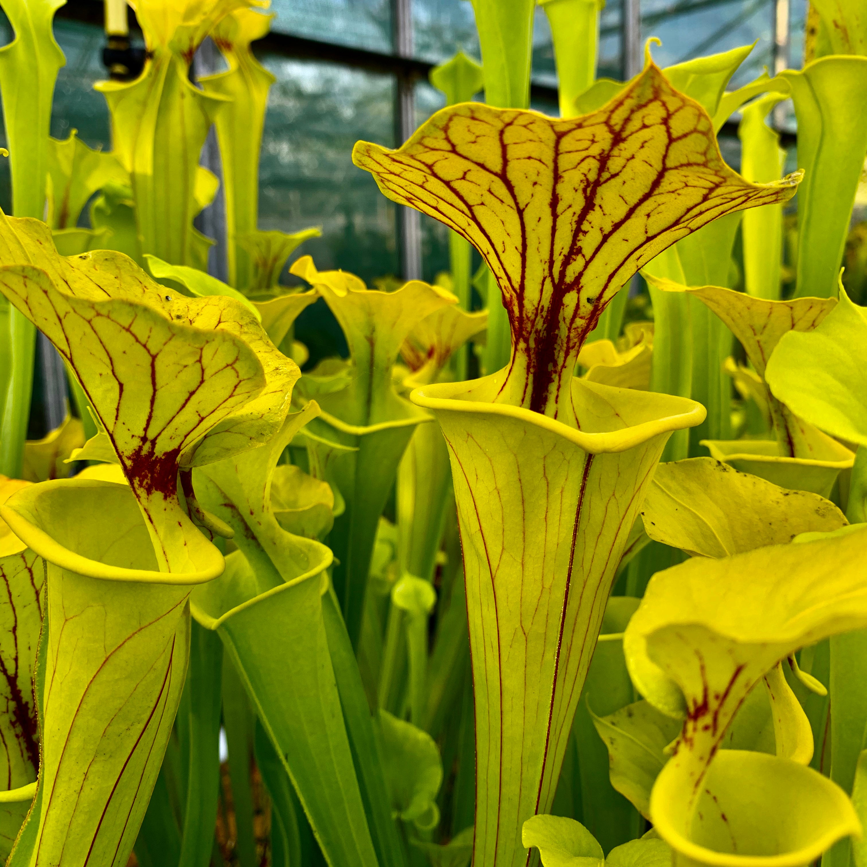 Sarracenia flava var. flava – Dorchester Co., South Carolina