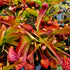 Sarracenia psittacina var. psittacina - Nr. Sumatra, Liberty Co., Florida