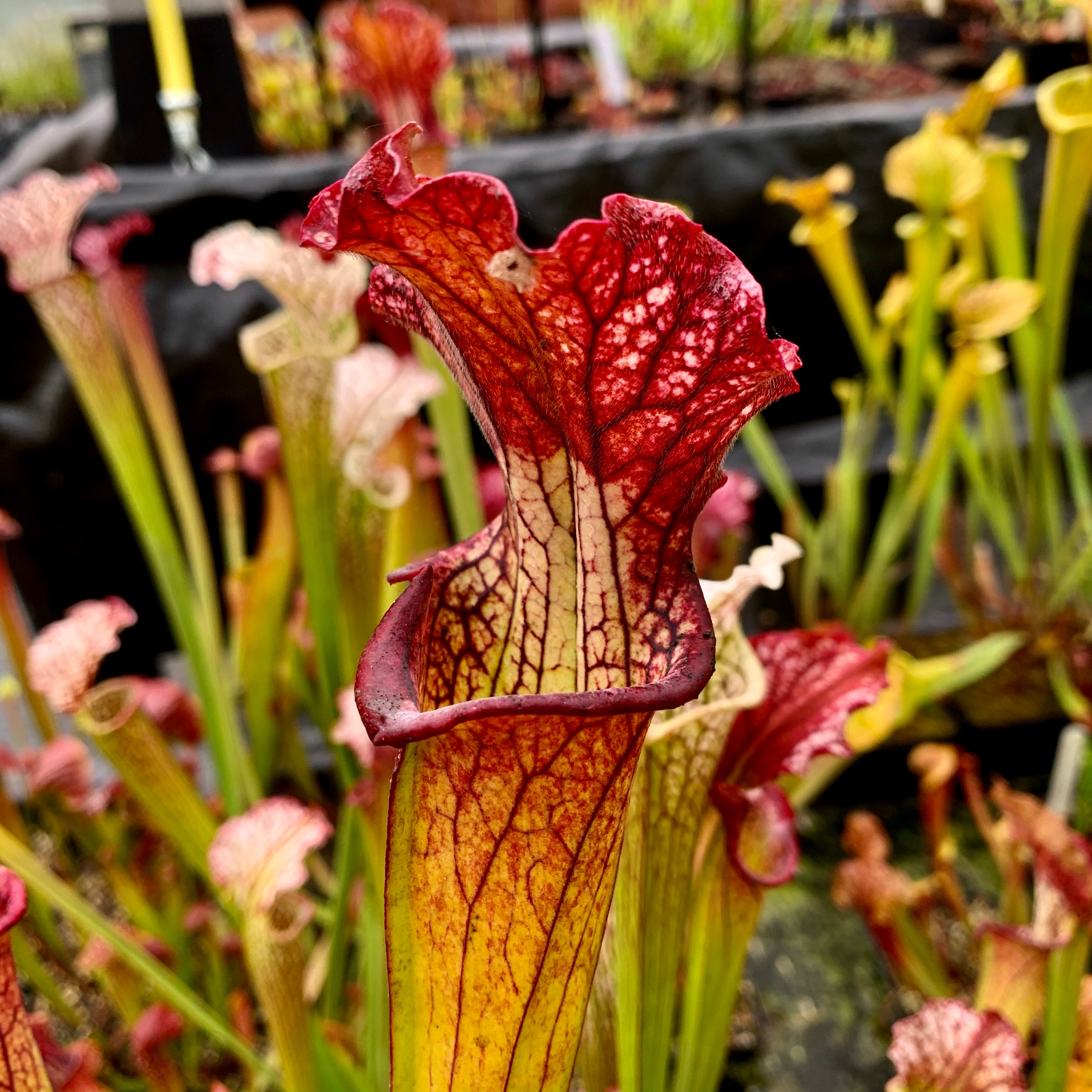 Sarracenia x areolata Vivid Colours (leucophylla x alata var. rubrioperculata)