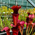 Sarracenia x moorei cv. ‘Max Rawlings’