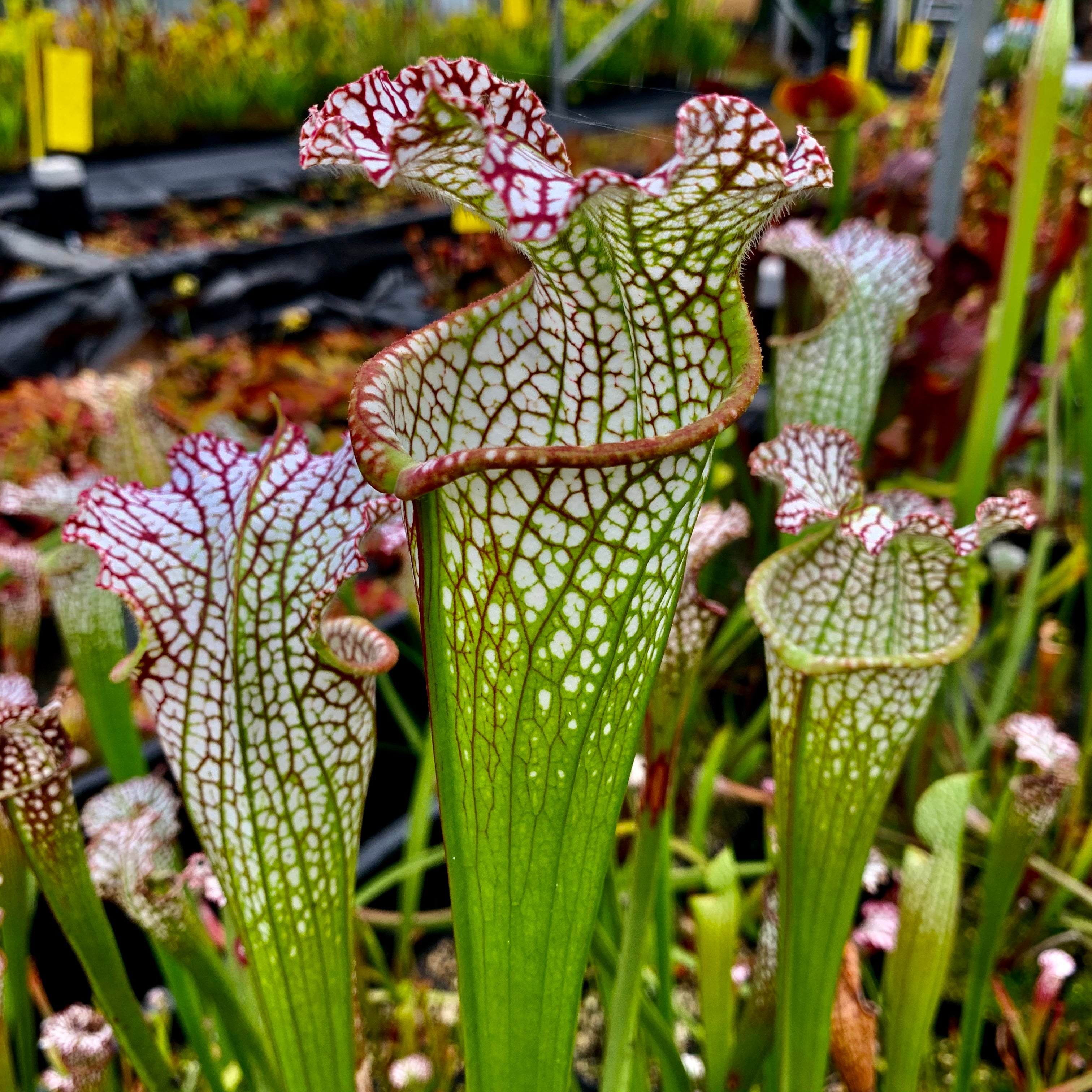 Sarracenia leucophylla var. leucophylla - cv. Tarnok'