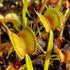 Dionaea muscipula - Green Swamp, NC