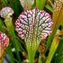 Sarracenia leucophylla var. leucophylla - Red Form, Deer Park, Washington Co., Alabama