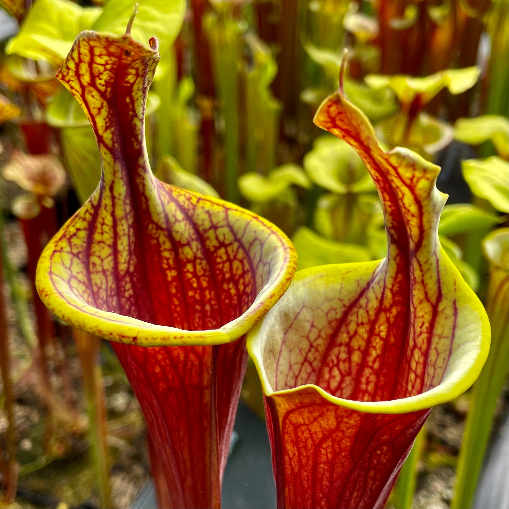 Sarracenia flava var. rubricorpora - Lidless form