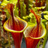 Sarracenia flava var. rubricorpora - Lidless form