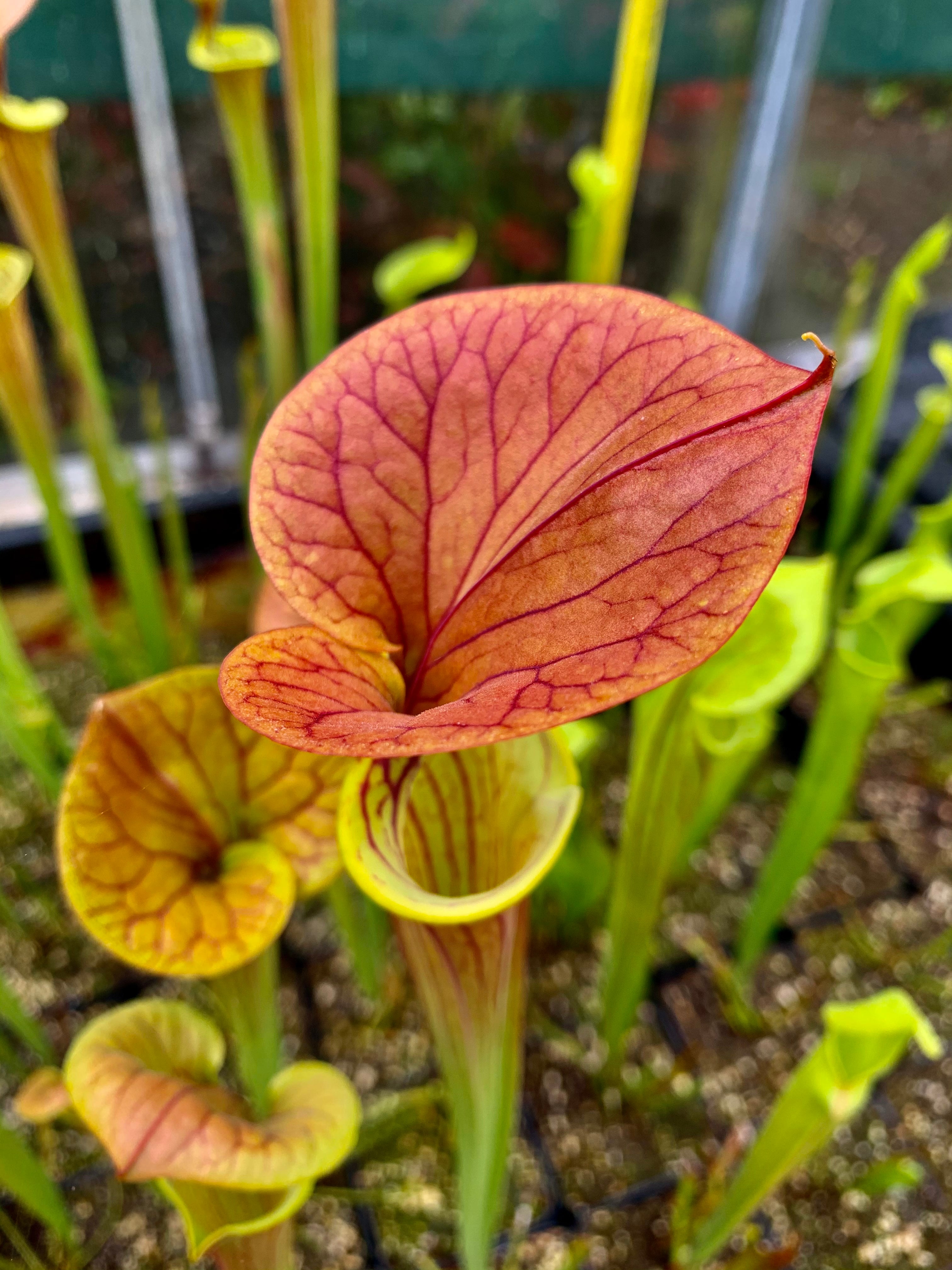 Sarracenia flava var. cuprea - Slender, Heavy Veins, Green Swamp, NC