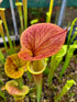 Sarracenia flava var. cuprea - Slender, Heavy Veins, Green Swamp, NC