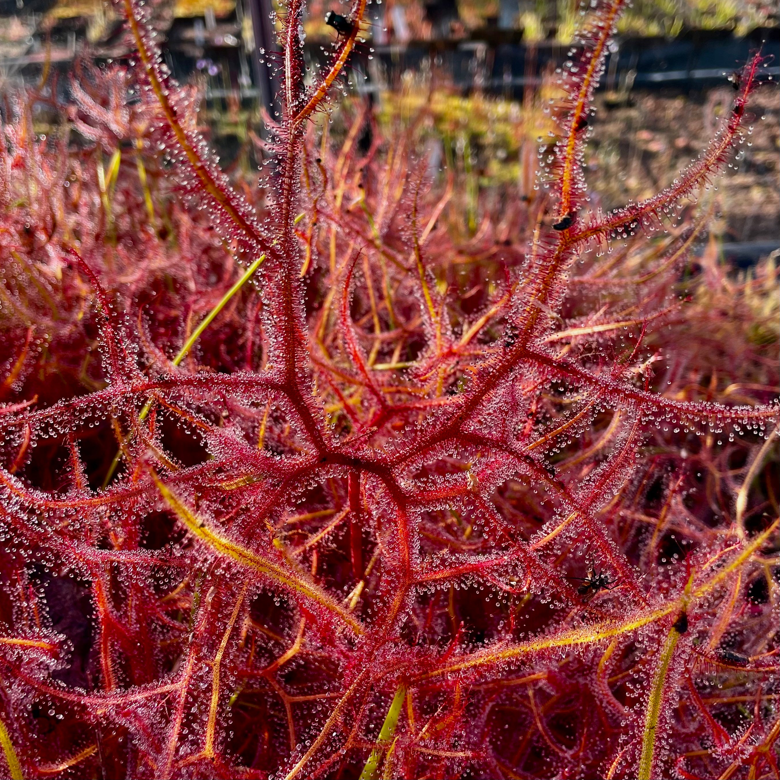 Drosera binata var. multifida f. extrema - Australia DBI-6