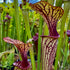 Sarracenia oreophila var. ornata - Sand Mountain, Georgia