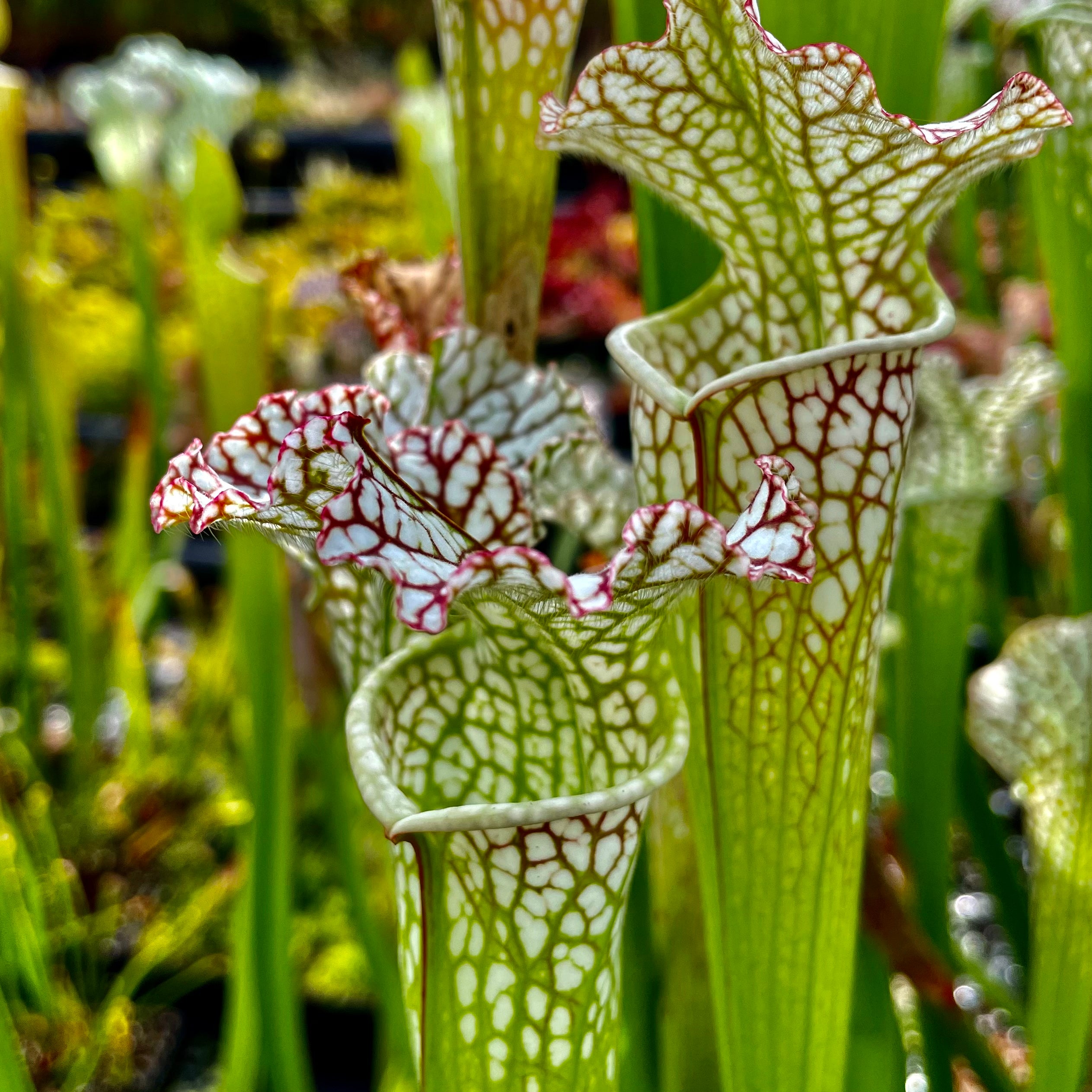 Sarracenia leucophylla var. leucophylla - Pubescent, Gas Station Site, Perdido, Baldwin Co., Alabama