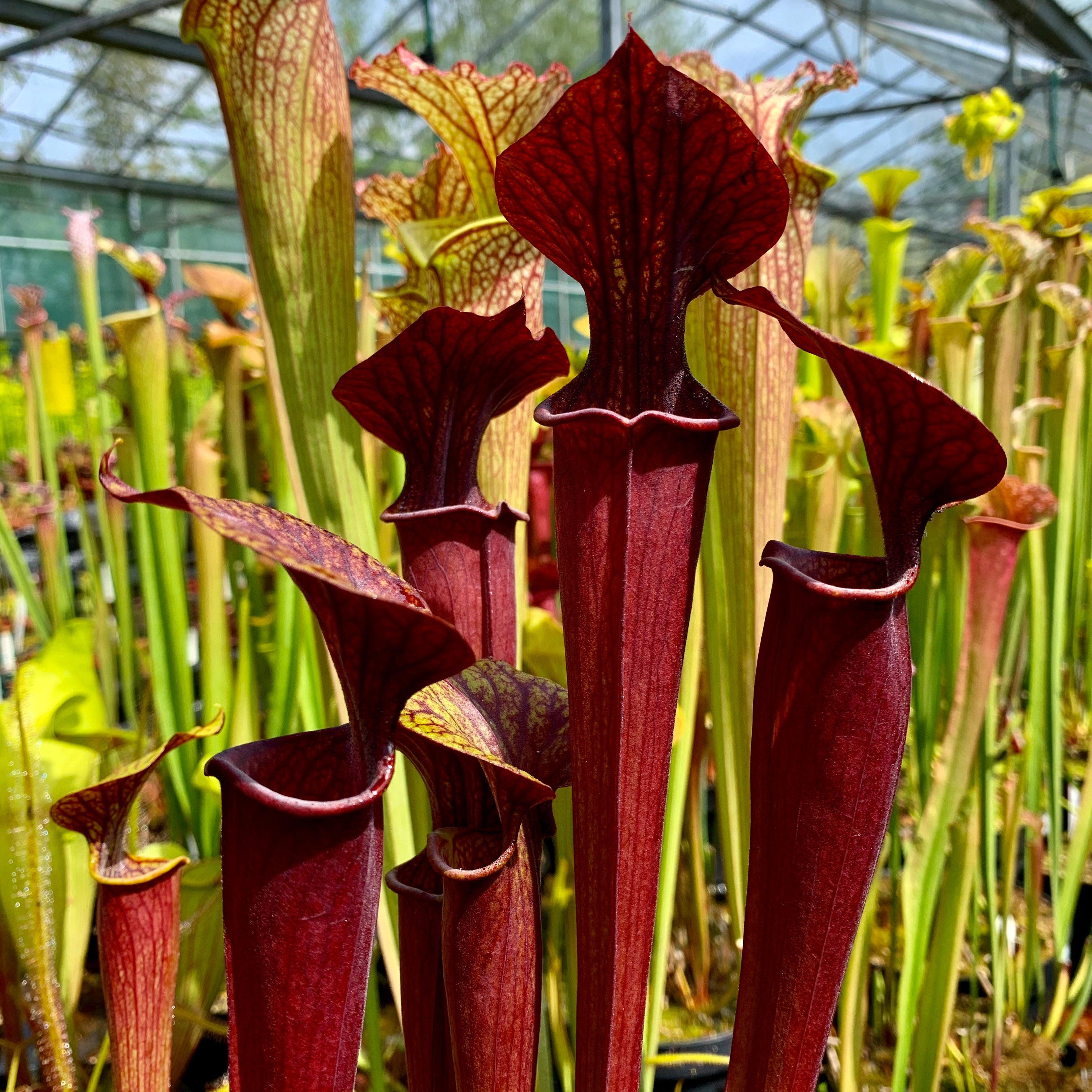 Sarracenia x soperi 'Bernie's Red'