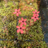 Drosera x ‘Dork’s Pink’