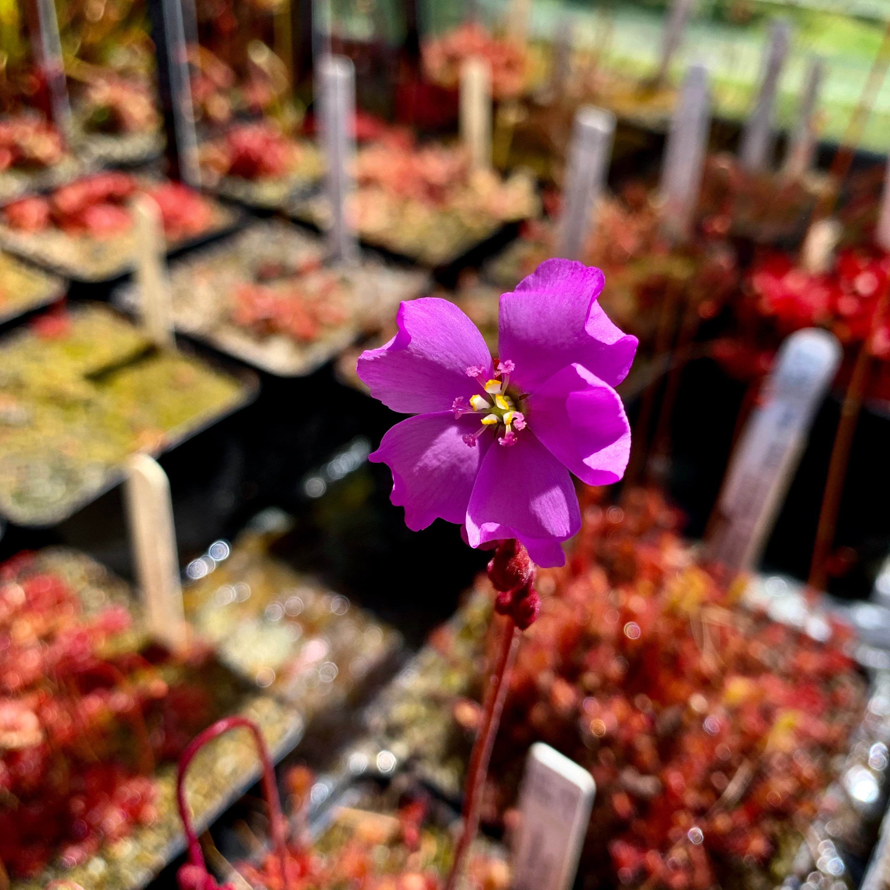 Drosera admirabilis - Hansiesberg, South Africa