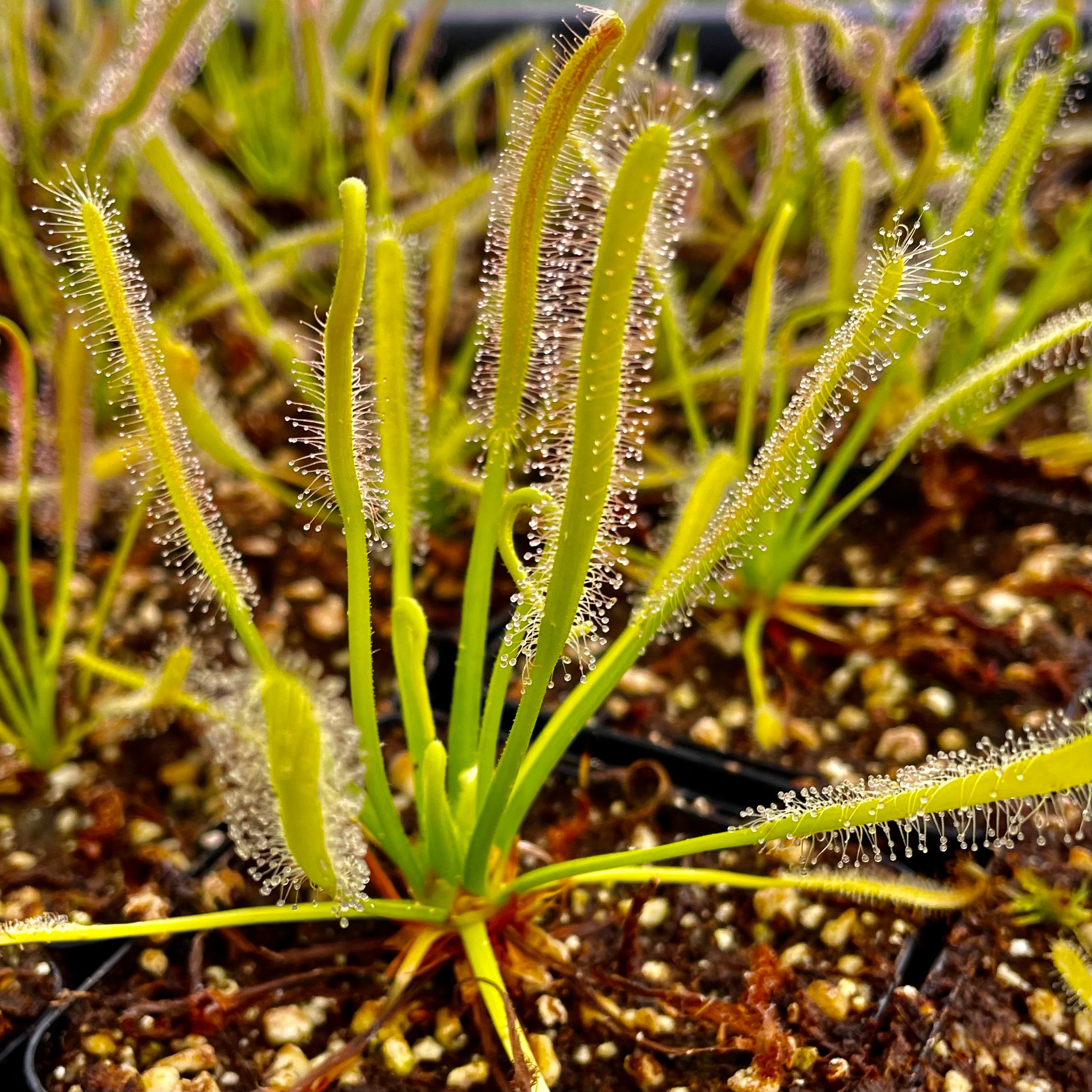 Drosera capensis cv. ‘Albino' - White Flowered Form