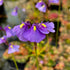 Utricularia dichotoma - Tasmania