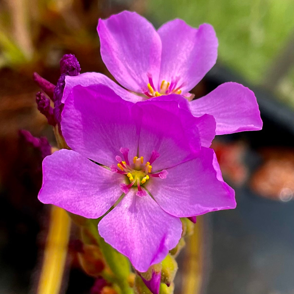 Drosera capensis - Giant, Franschhoek, South Africa