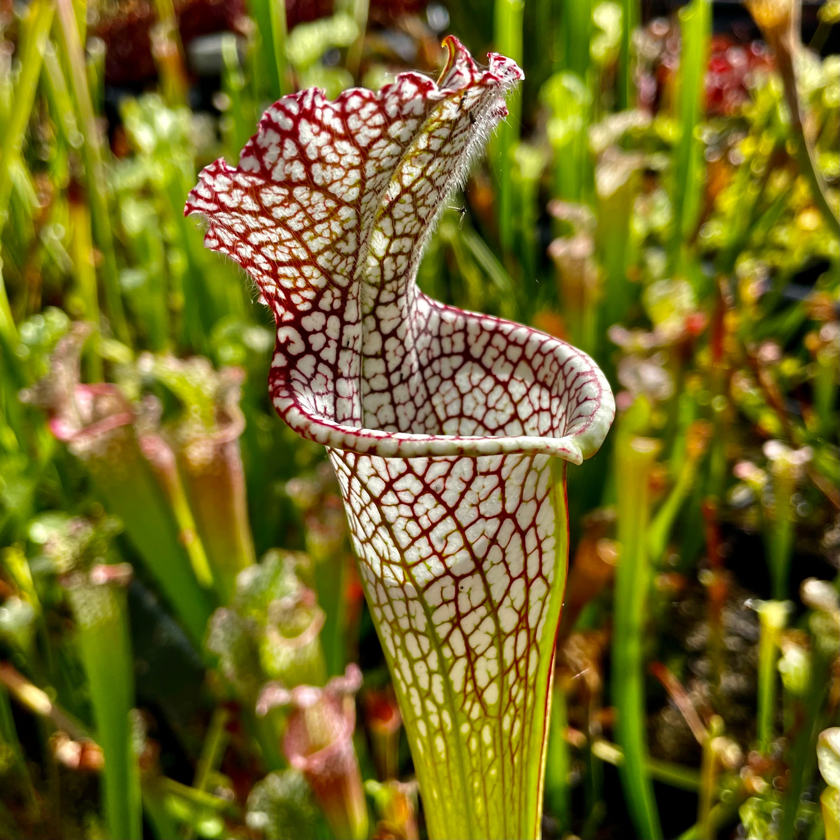 Sarracenia leucophylla var. leucophylla - Ctenium Fields, Perdido, Baldwin Co., Alabama