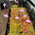 Utricularia uniflora - Australia