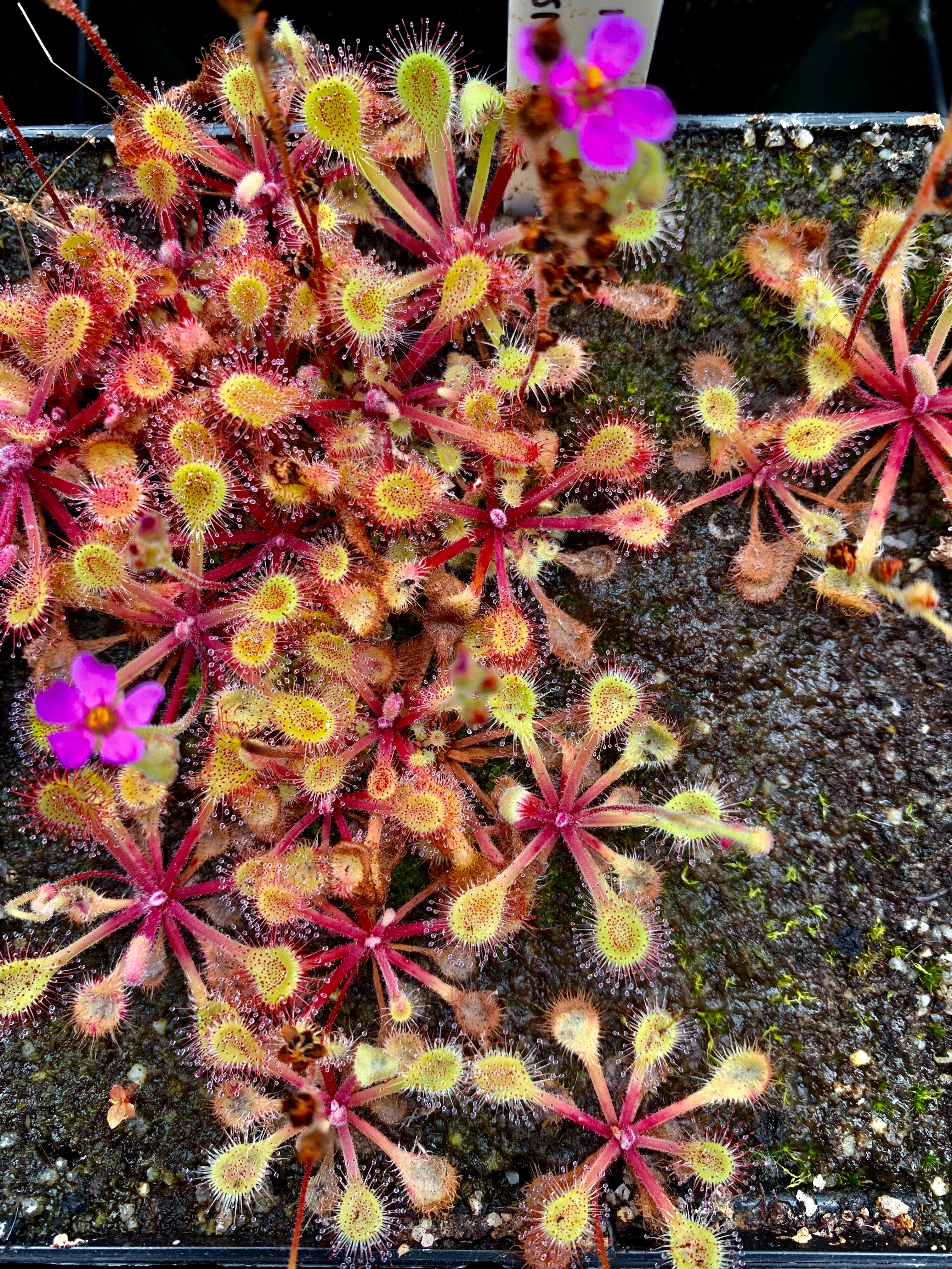 Drosera collinsiae - Mbuluzi River, Swaziland