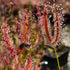 Drosera binata 'T Form', Narrow Leaf - Australia DBI-2