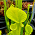 Sarracenia flava f. viridescens - Shallote, Brunswick Co., South Carolina